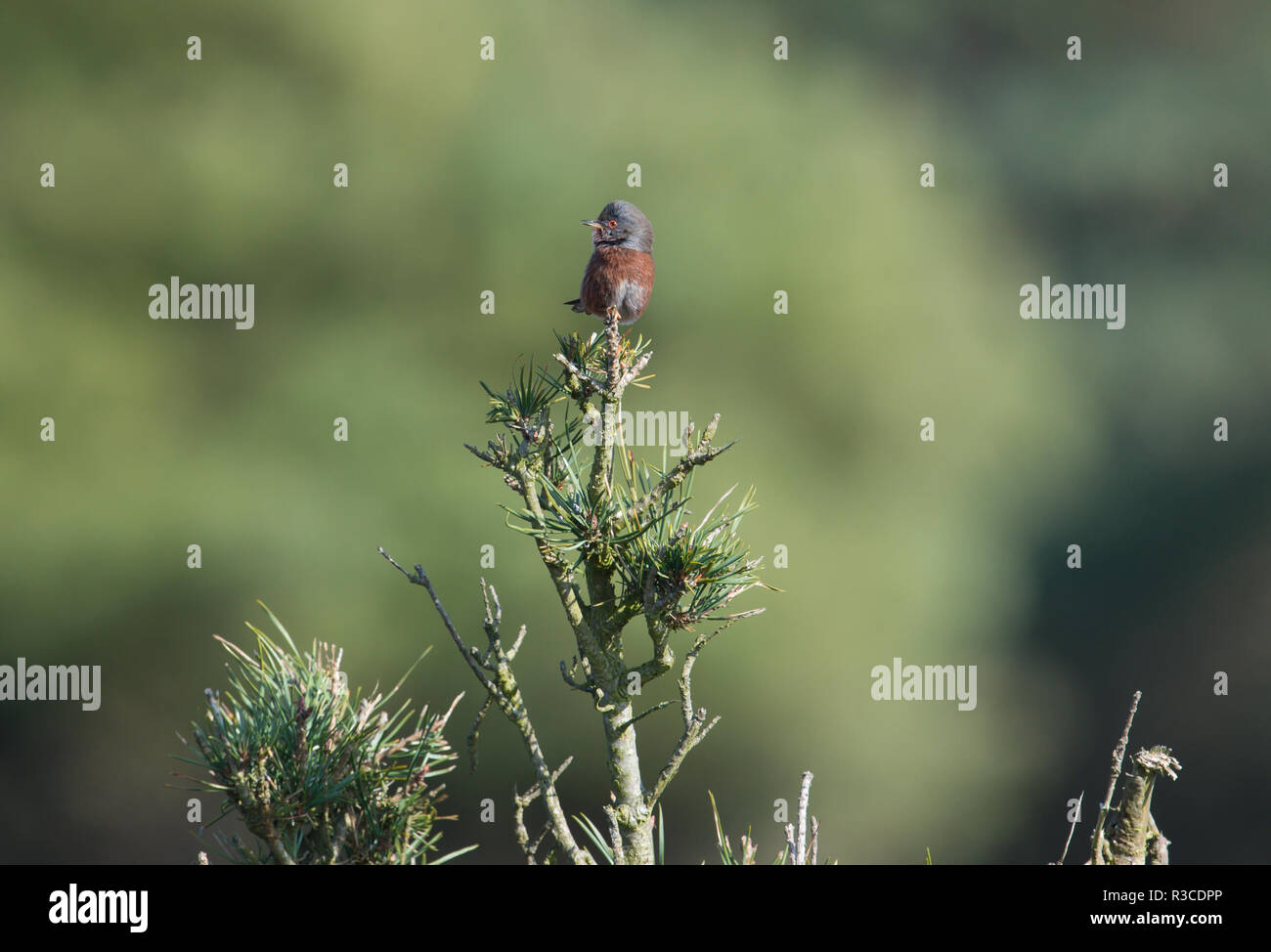 Dartford Warbler, Dunwich Heath, Suffolk Stockfoto