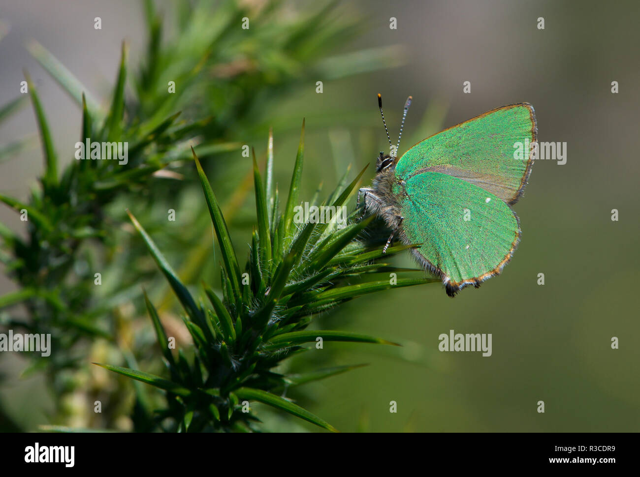 Green Hairstreak Schmetterling, Dartmoor Stockfoto