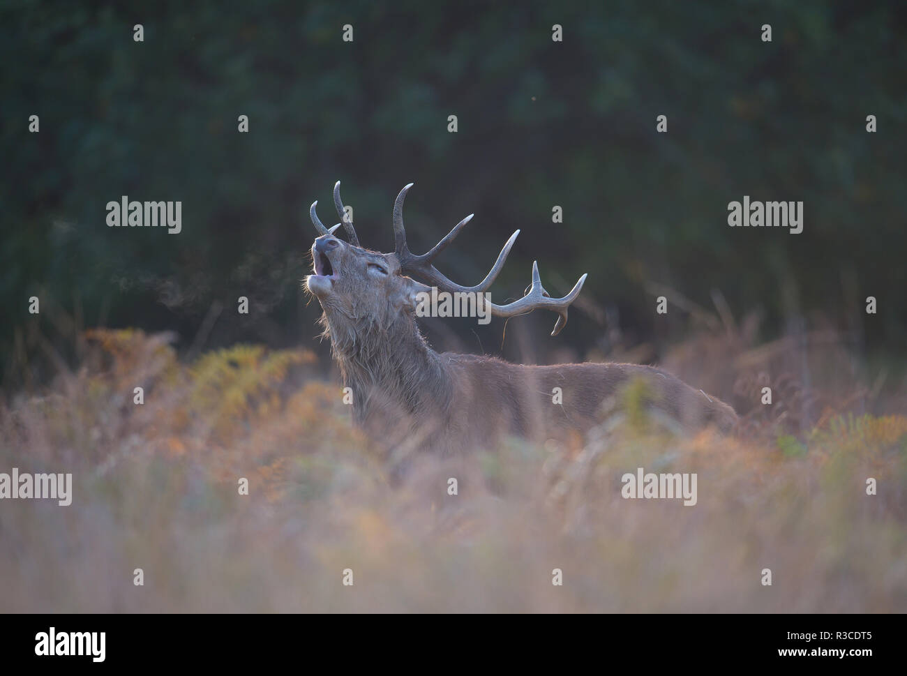 Red Deer Hirsch, Richmond Park Stockfoto