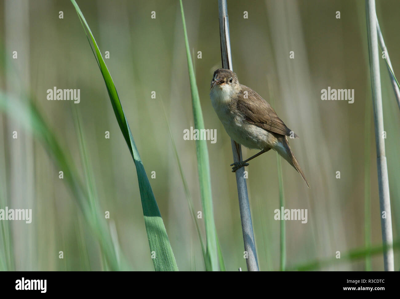 Teichrohrsänger, Frampton Marsh, Lincolnshire Stockfoto