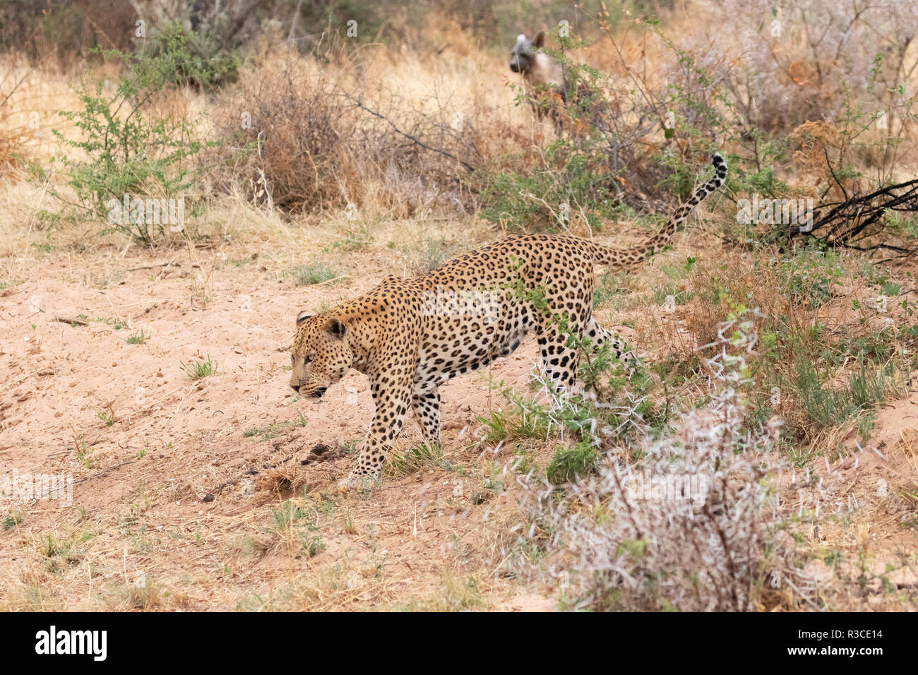 Das Verhalten der Tiere - Leoparden und Hyänen - Erwachsene Leopard Jagd, durch eine Braune Hyäne, der hofft, Spülpumpe, Okonjima Nature Reserve, Namibia Afrika Stockfoto