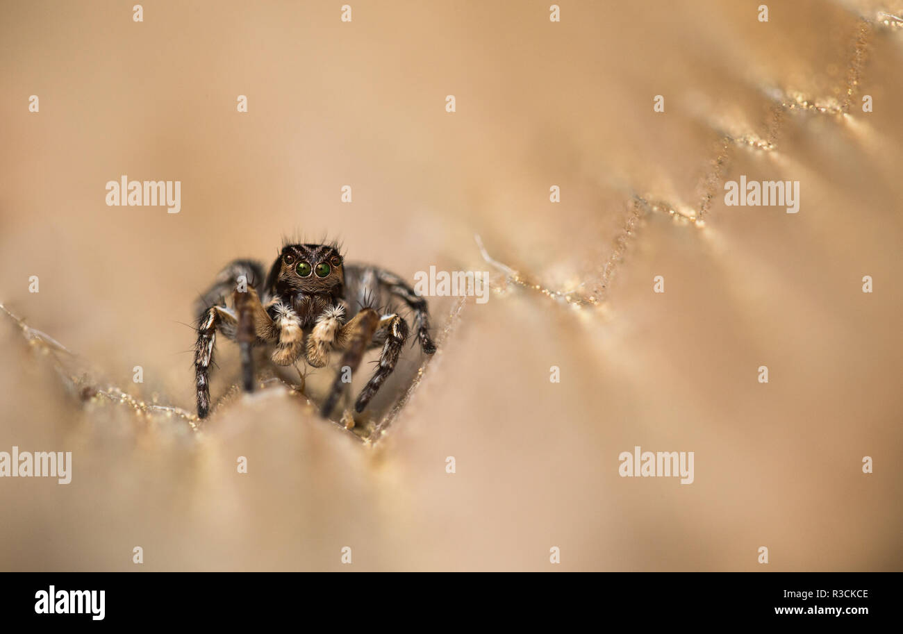 Aelurillus v-insignitus, Männer Stockfoto