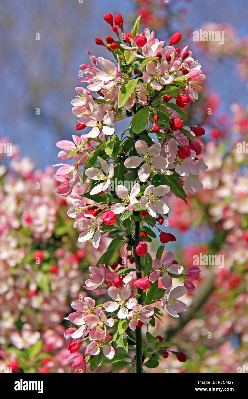 Japanese blossom Apple malus Floribunda Stockfoto