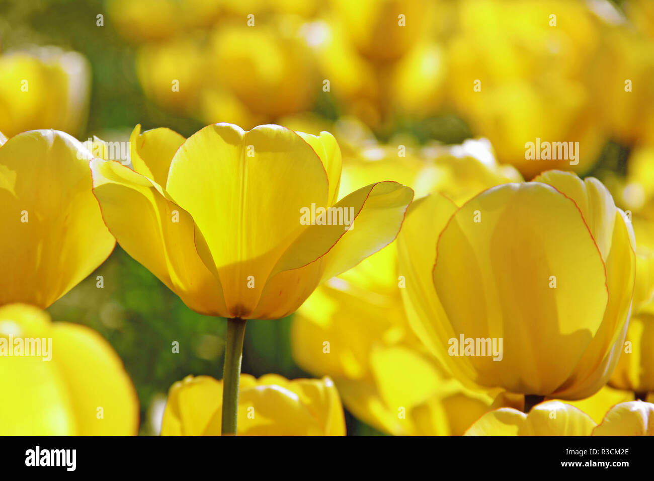 Gelbe Tulpen Glanz Stockfoto