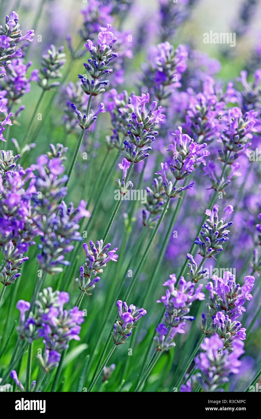 Lavendel in der Schrägansicht Stockfoto