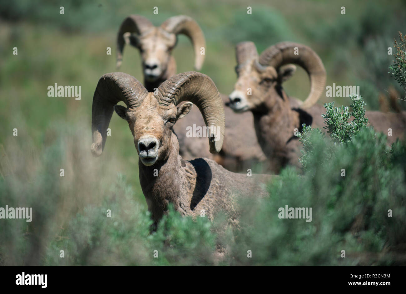 Rocky Mountain Bighorn ram. Stockfoto