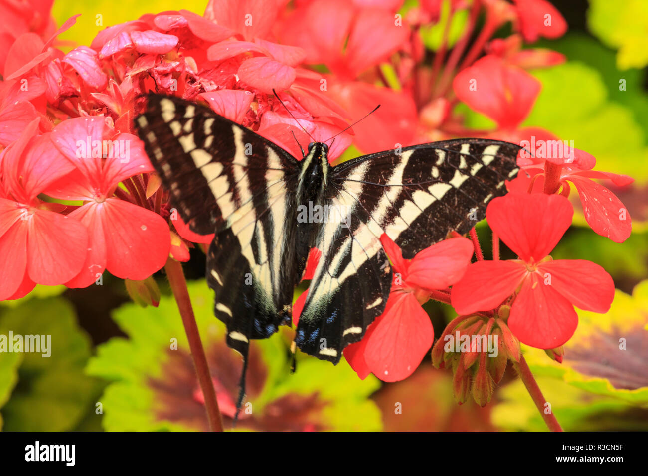 Schwalbenschwanz Schmetterling in der Nähe von Victoria, British Columbia. Stockfoto