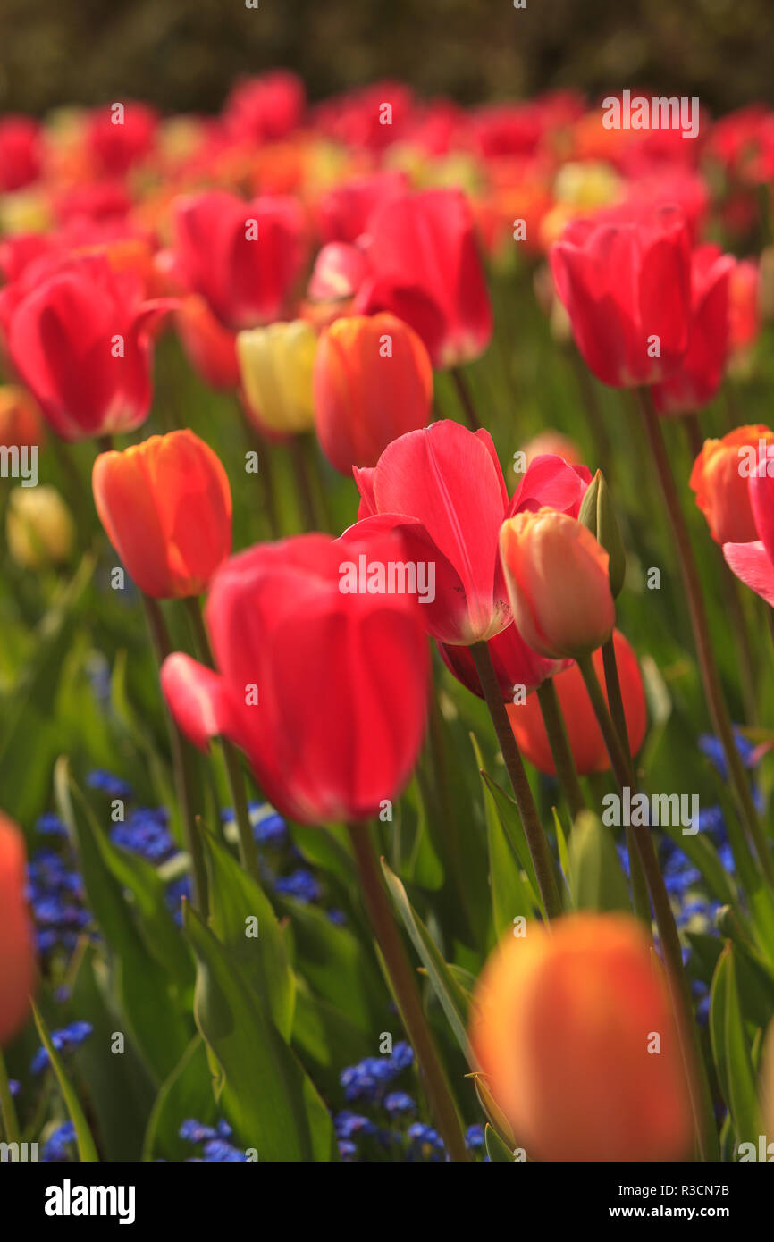 Frühling Blumen, Butchart Gardens, Saanich Peninsula, Victoria, British Columbia, Kanada Stockfoto
