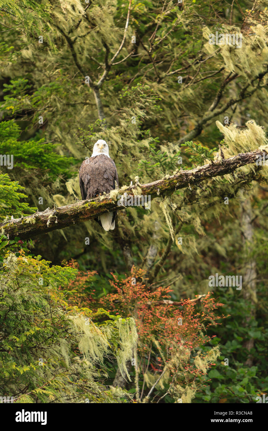 Der Weißkopfseeadler, Wüste Landschaft in Clam Abdeckung in der Nähe Browning Passage, nördlichen Vancouver Island, British Columbia, Kanada Stockfoto