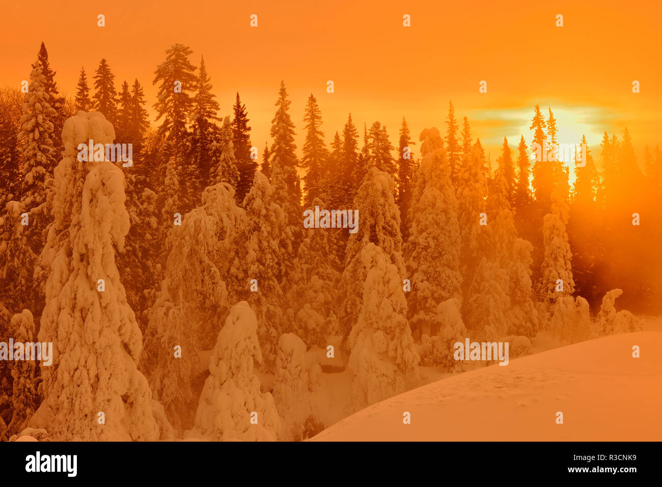 Kanada, Manitoba, Pisew Falls Provincial Park. Winter Forest bei Sonnenaufgang. Stockfoto