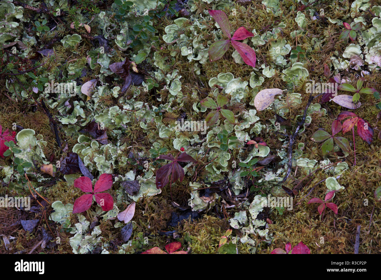 Borealer Wald, Flechten, Moos, Pilz, Herbst, Yukon, Kanada Stockfoto