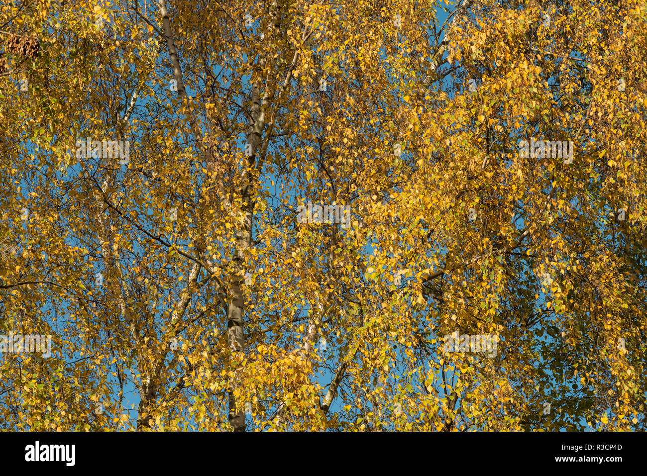 Auffallend goldgelb Herbst Farben Silber Birke, Betula pendula, kleine schimmernde Blätter mit blau abgesetzten kostenlose Himmel hinter Stockfoto