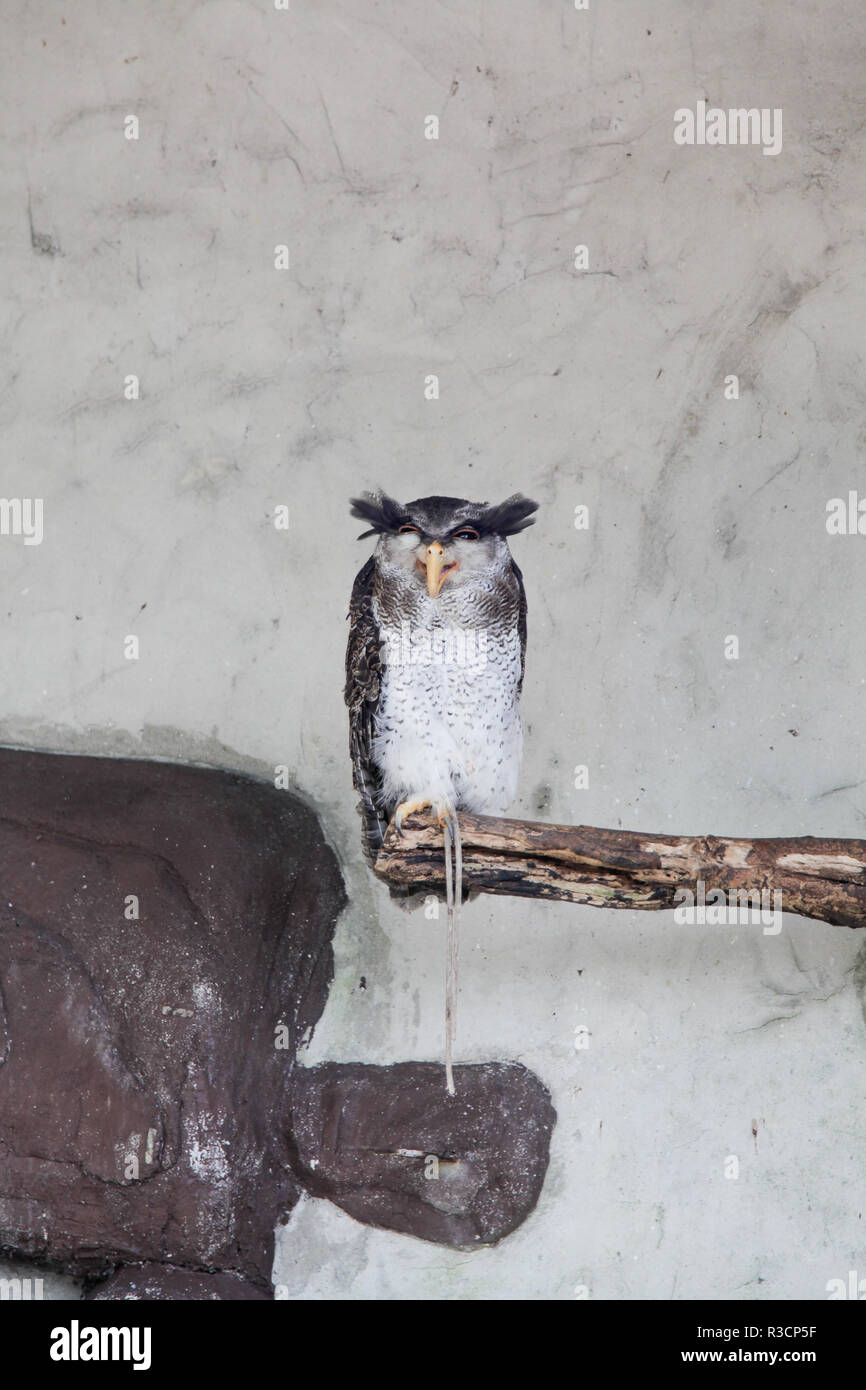 Gesperrt Malay Eagle Owl Stockfoto