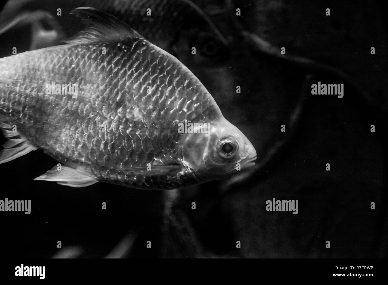 Unterwasser schwarze und weiße Fische mit Schuppen Stockfoto
