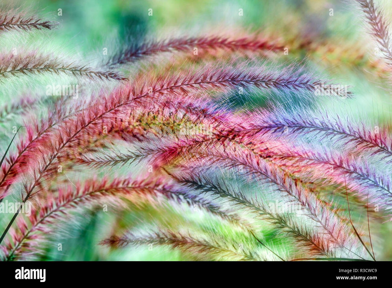 Red foxtail grass Fotos und Bildmaterial in hoher Auflösung Alamy