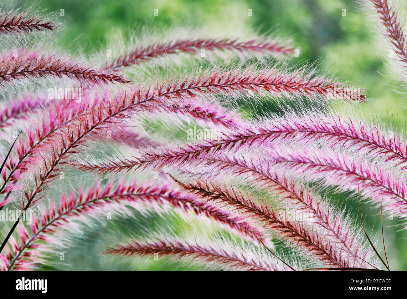 Red foxtail grass Fotos und Bildmaterial in hoher Auflösung Alamy
