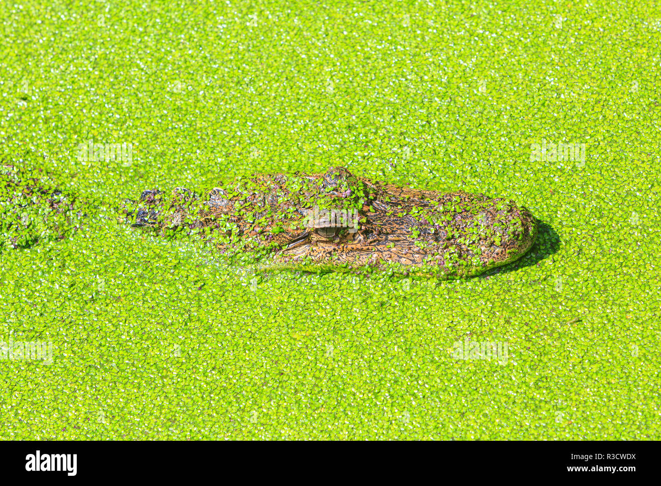 Alligator fast versunken in Wasserlinsen. New Orleans, Louisiana, USA Stockfoto