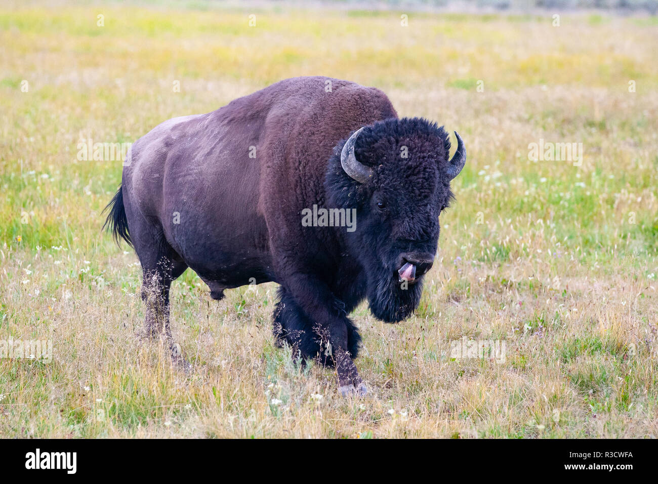 Die Bisons im Yellowstone National Park, Wyoming. USA. Der Yellowstone Park Herde Bisons im Yellowstone National Park ist wahrscheinlich der älteste und größte Stockfoto