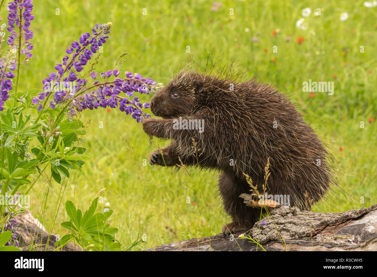 USA, Minnesota, Minnesota Wild Verbindung. Captive porcupine Essen Lupin Blumen. Stockfoto