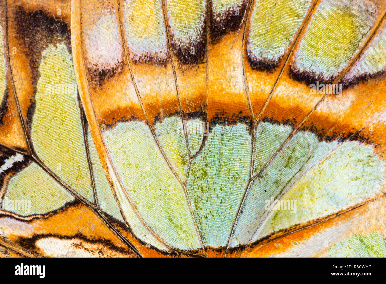 Malachit Schmetterling umgedreht und gespiegelten Muster, Missouri Botanical Gardens, Missouri Stockfoto