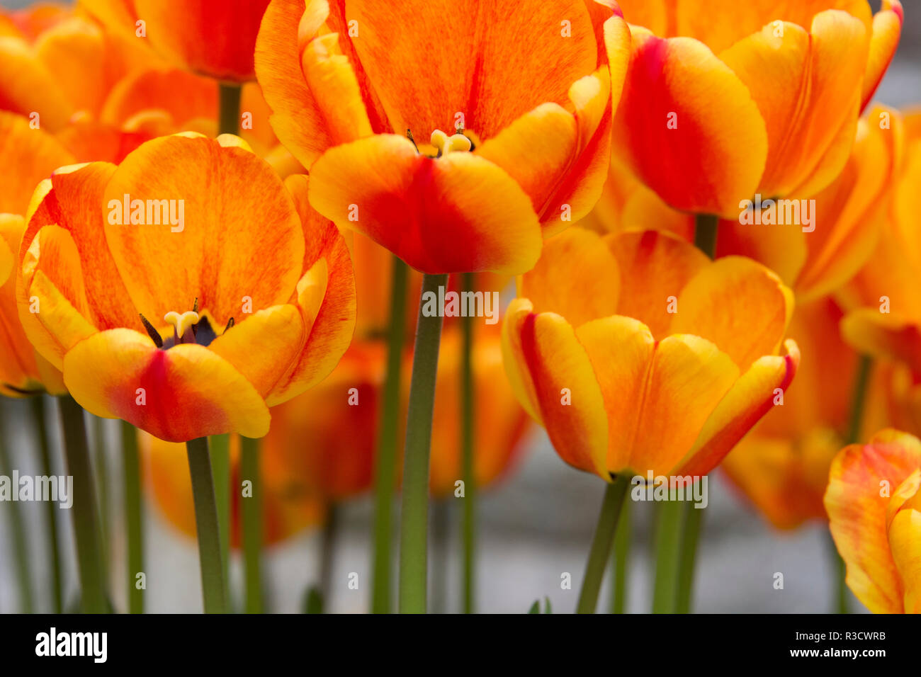 New York. Detail der bunte Tulpen. Stockfoto