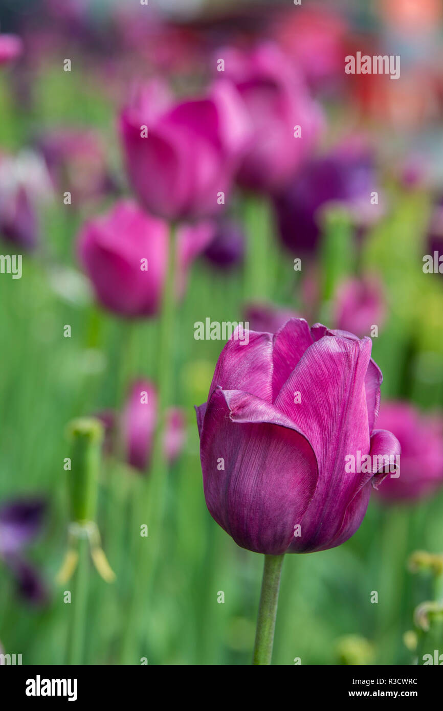 New York. Lila Tulpen. Stockfoto