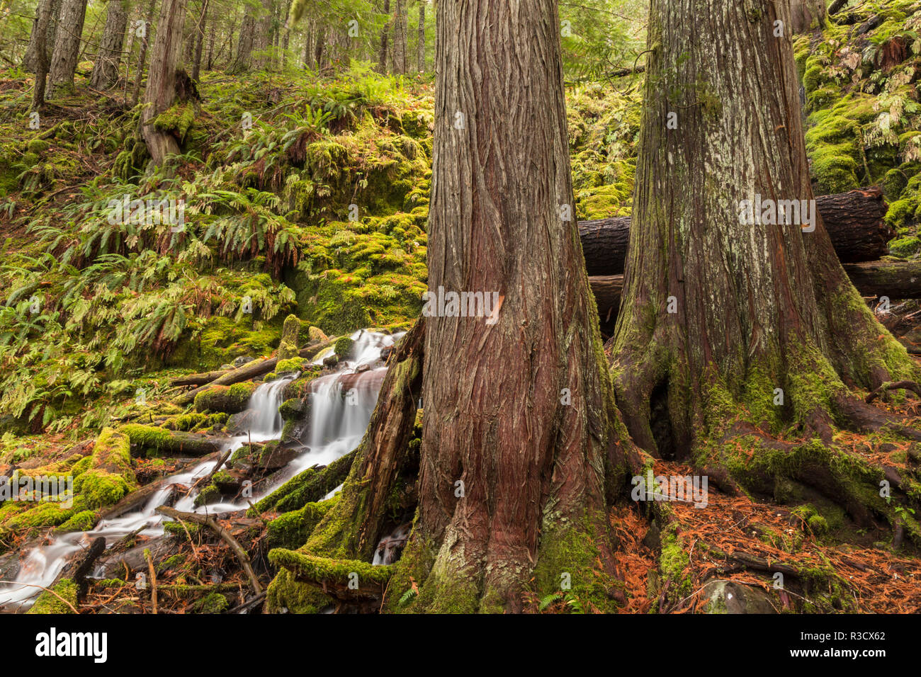 Weißen Zweig Falls, Oregon Cascades, Oregon Stockfoto