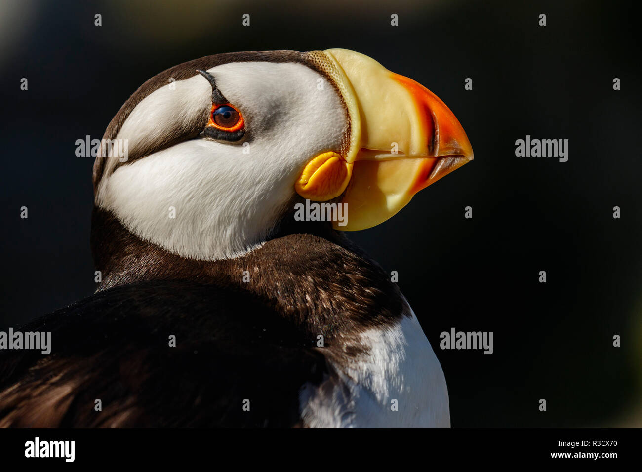 Gehörnte Puffin, Fratercula corniculata, Oregon Coast Aquarium Stockfoto