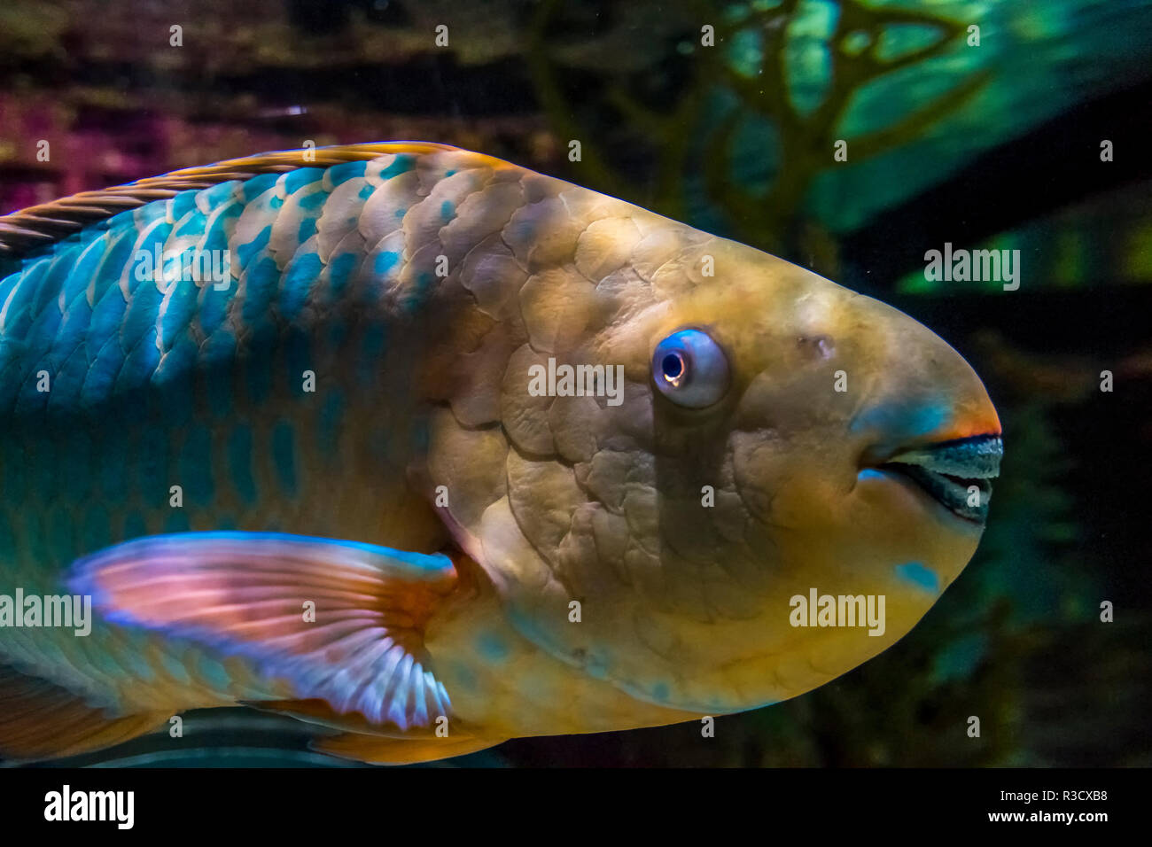 USA, Oregon. Parrot Fisch in Oregon Coast Aquarium. Credit: Jay O'Brien/Jaynes Galerie/DanitaDelimont.com Stockfoto