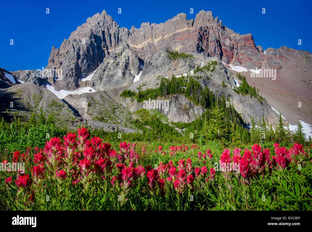 Canyon Creek Meadow, Deschutes National Forest, Oregon, USA. Three-Fingered Jack und Indian Paintbrush. Stockfoto
