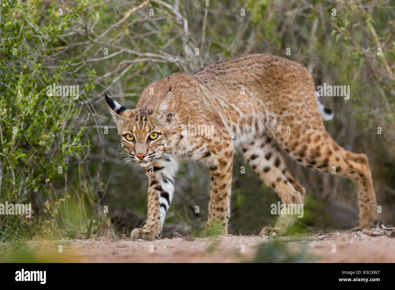 Rotluchs (Lynx rufus) trinken an Teich an einem heißen Sommernachmittag