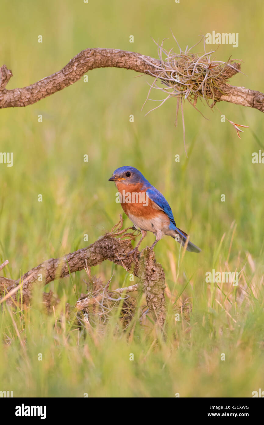 Eastern Bluebird (Sialia sialis) erwachsenen männlichen gehockt Stockfoto
