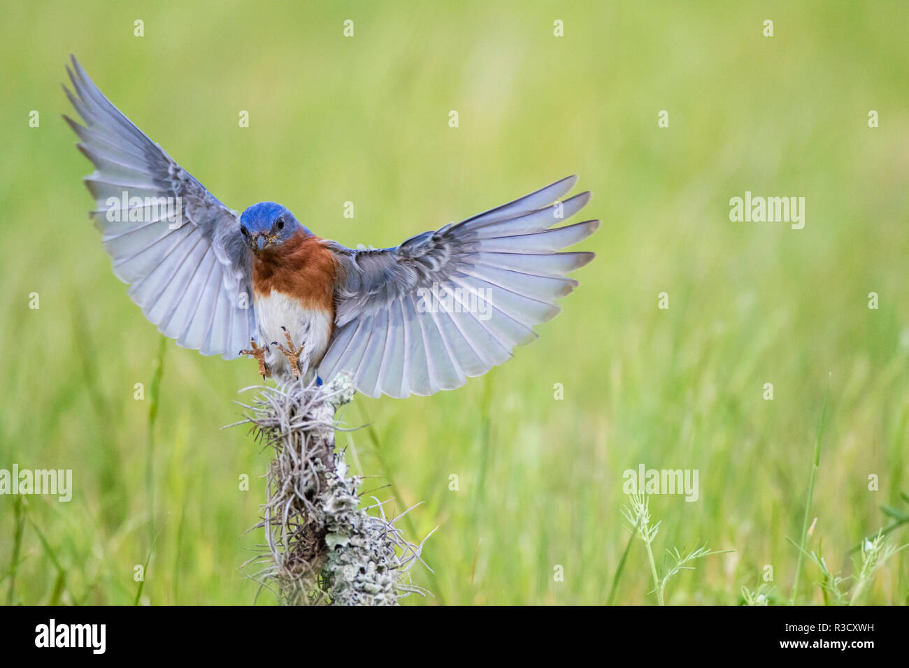 Eastern Bluebird (Sialia sialis) erwachsenen männlichen Stockfoto