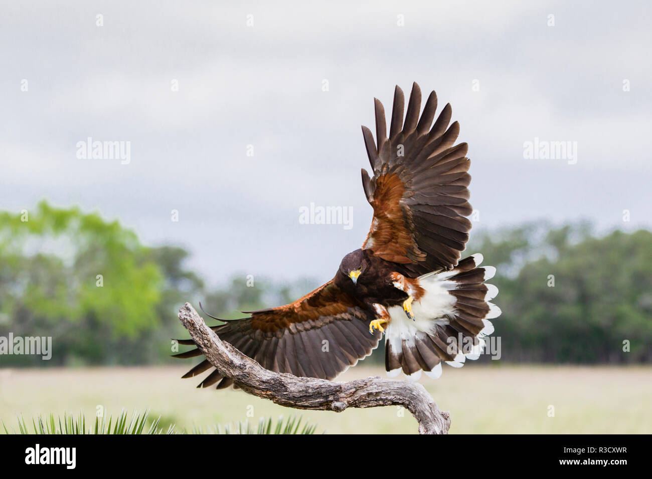 Harris Hawk (Parabuteo unicinctus) Landung Stockfoto