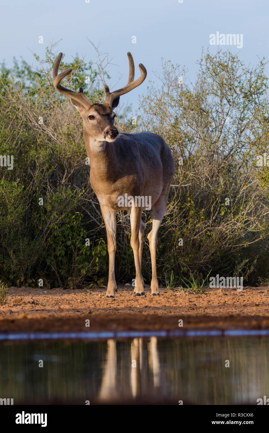 Weißwedelhirsche (Odocoileus virginianus) buck Trinken Stockfoto