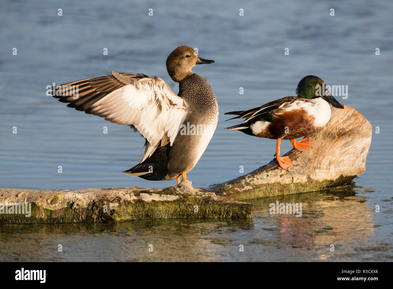 Schnatterente (Anas strepera) stretching Flügel Stockfoto