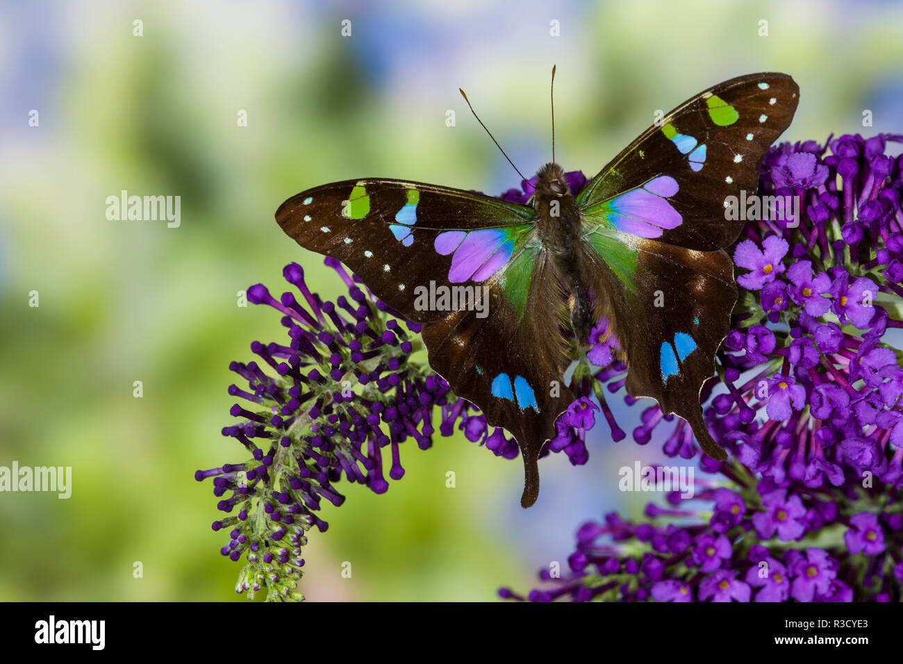 Pachliopta weiski, Lila gefleckte Schwalbenschwanz auf lila Flieder Stockfoto