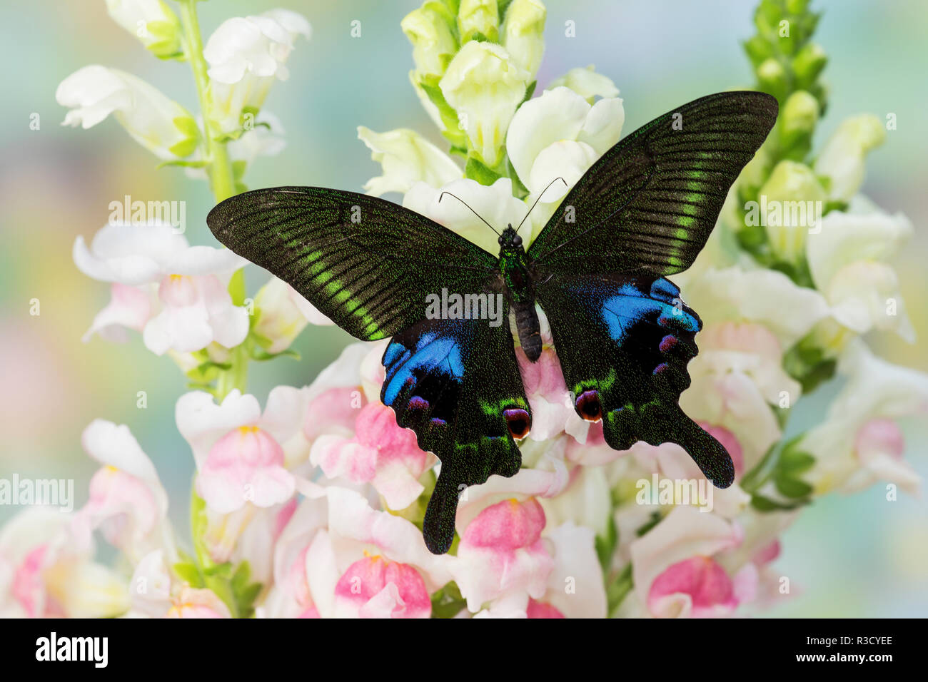 Die blauen Tagpfauenauge, Papilio arcturus auf Rosa snapdragons Stockfoto
