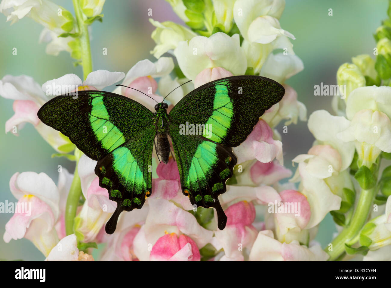 Südostasiatische Schwalbenschwanz Schmetterling, Papilio Palinurus-arten Stockfoto