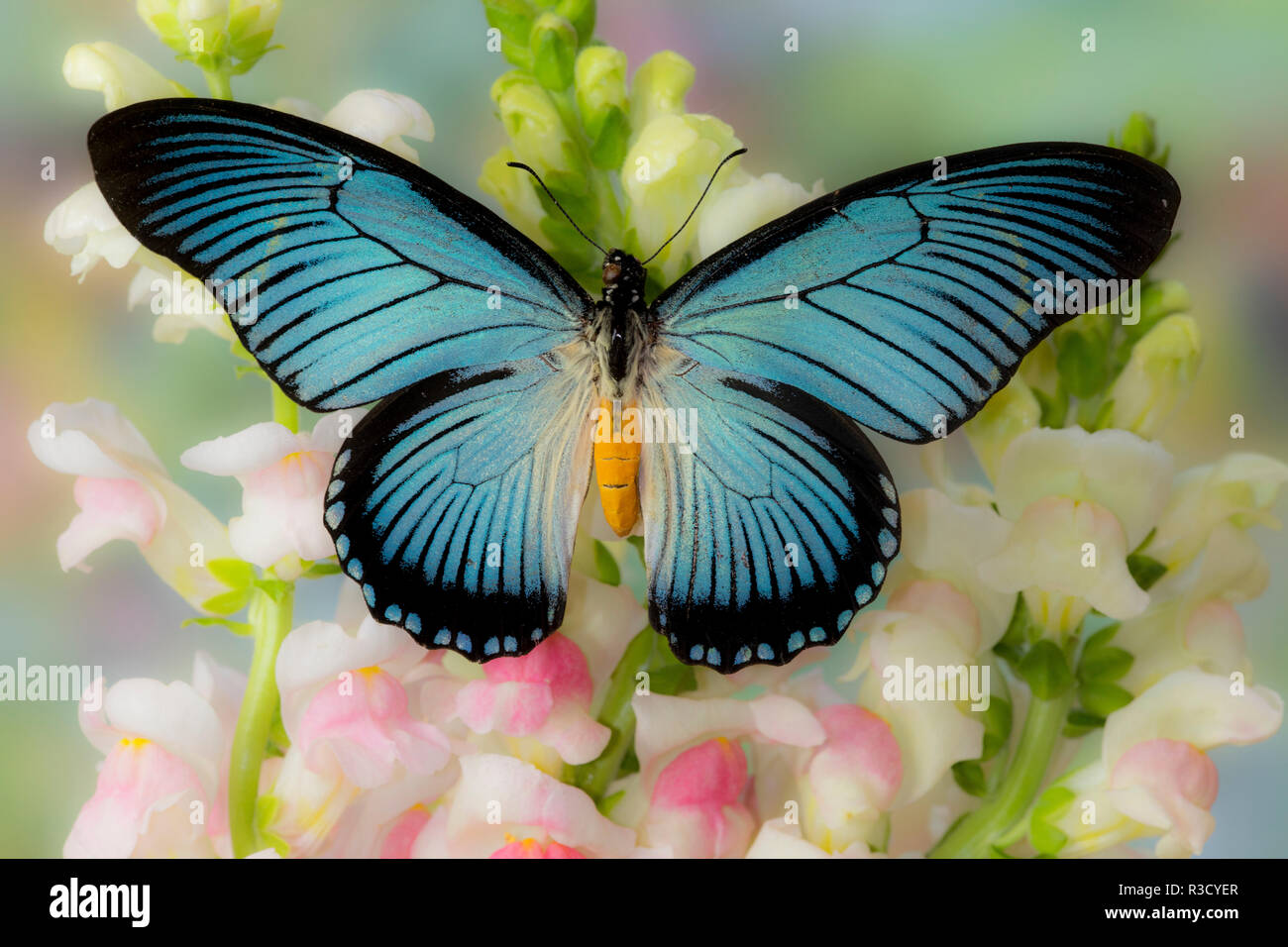 African butterfly Giant blue Schwalbenschwanz, Papilio cynorta auf Rosa Blüte Snapdragons Stockfoto