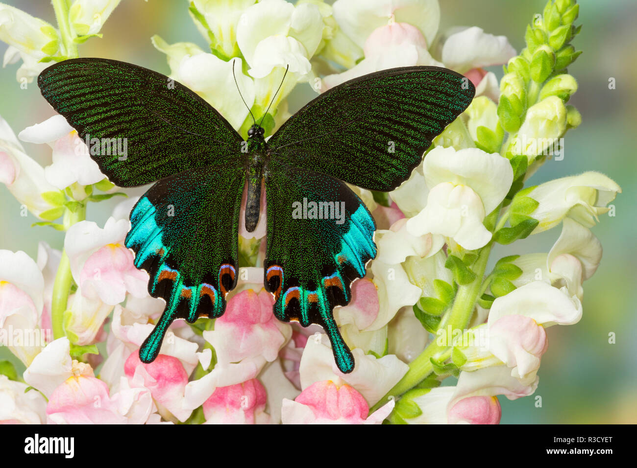 Schwalbenschwanz Schmetterling Papilio hermeli, Luzon Pfau auf Rosa snapdragons Stockfoto