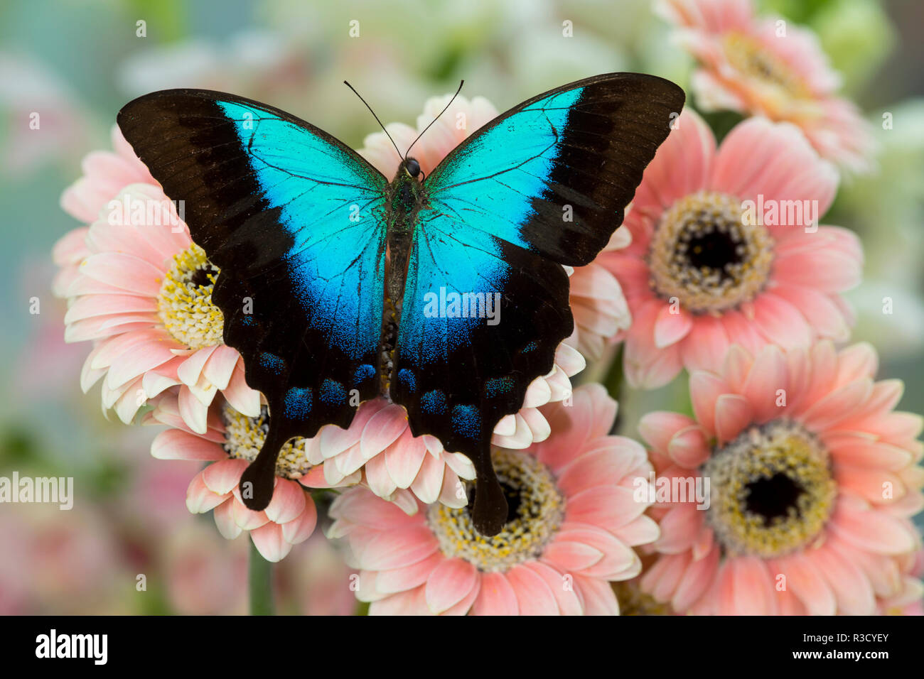 Tropische Schwalbenschwanz Schmetterling, Papilio Pericles auf rosa Blüte snapdragons Stockfoto