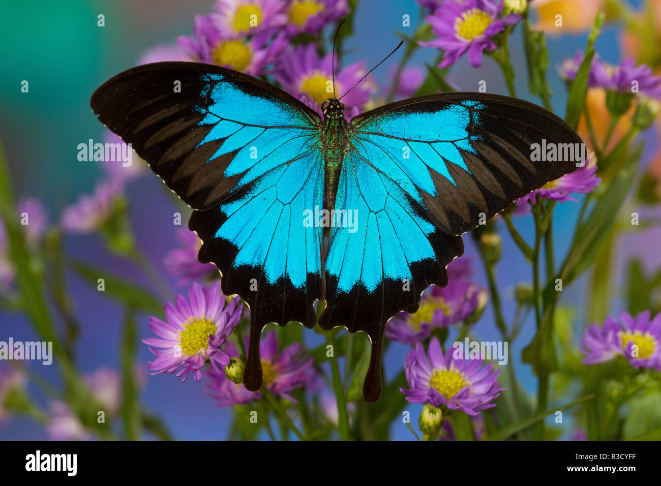 Der Blue Mountain swallowtail Butterfly, Papilio ulysses Stockfoto