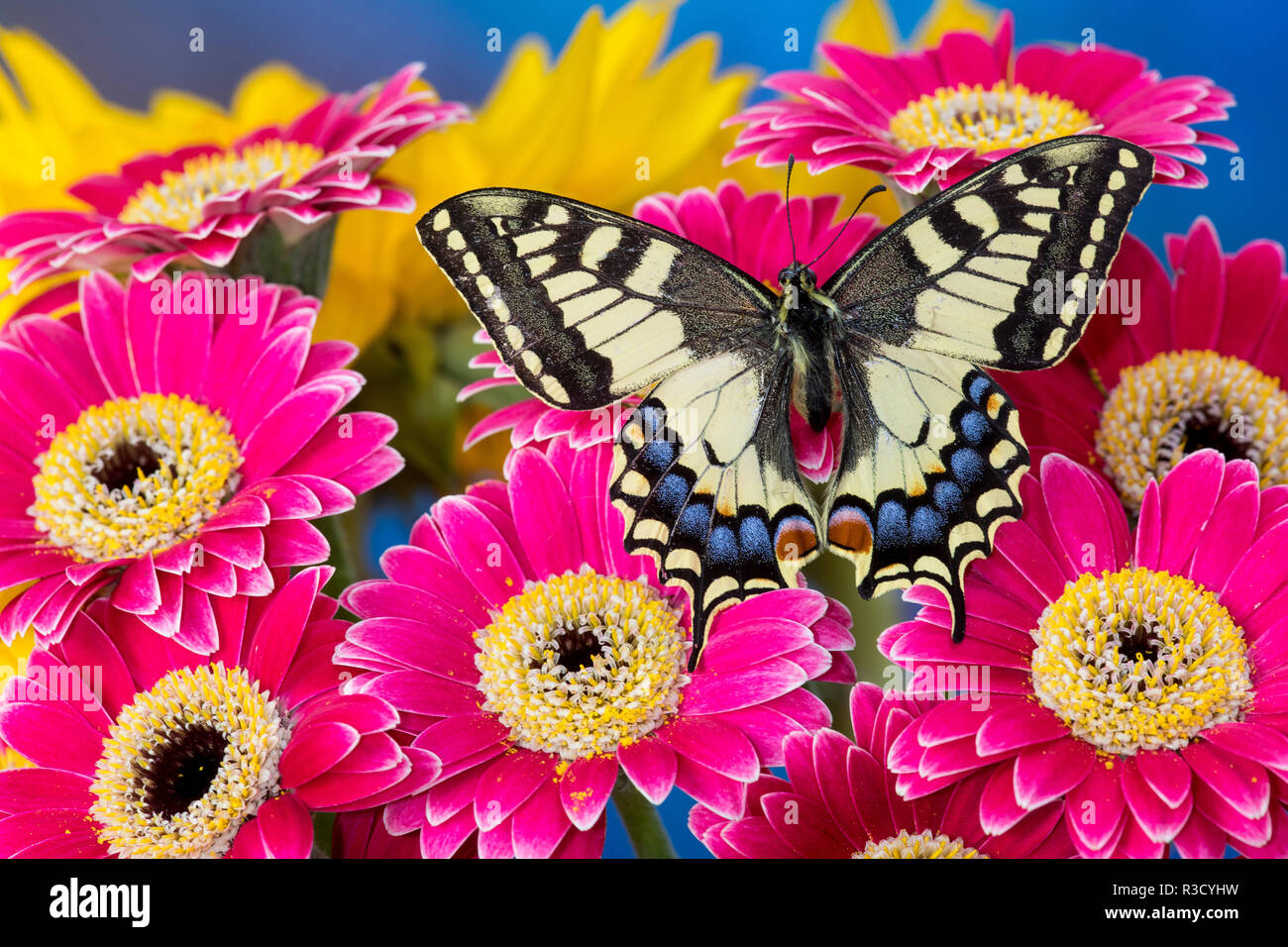 Alte Welt Schwalbenschwanz Schmetterling, Pieris Rapae, auf rosa Gerber Daisy Stockfoto