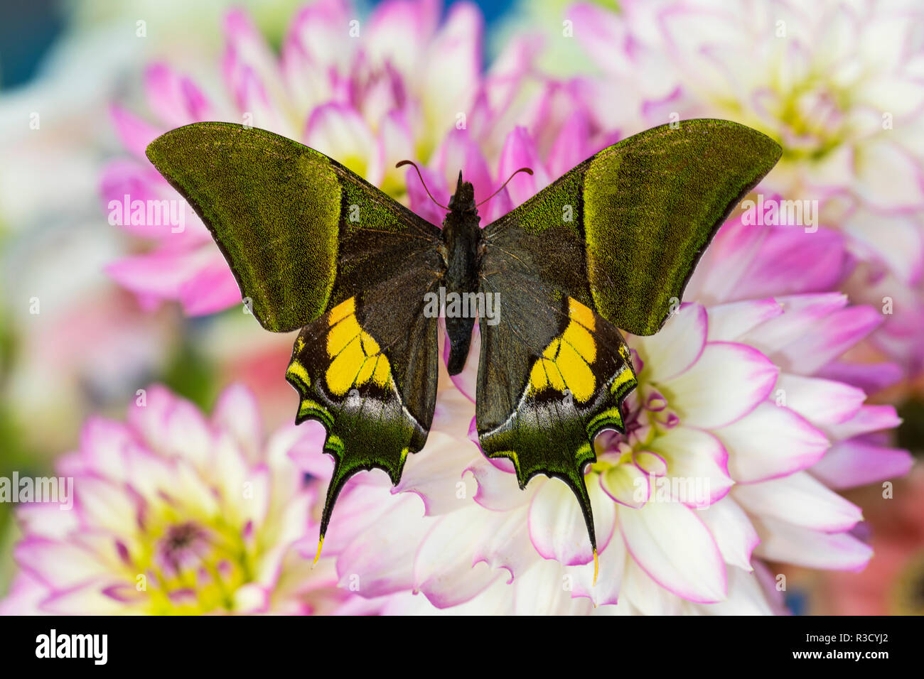 Teinopalpus imperilalis wissen, wie der Kaiser von Indien mit Grün schillern Flügel auf Dahlia Stockfoto