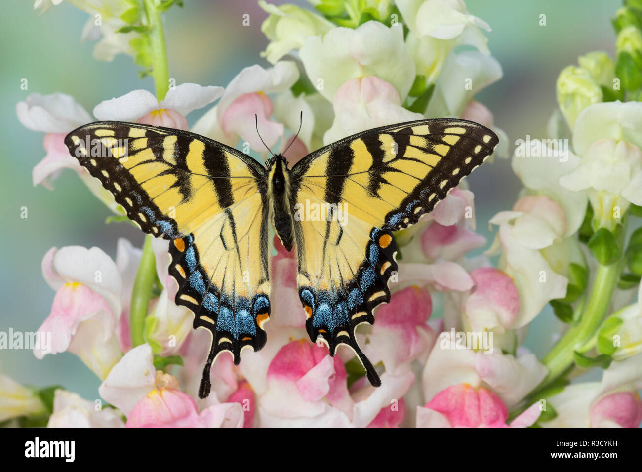 Eastern Tiger Swallowtail Butterfly, weiblich, Papilio glaucus auf Rosa snapdragons Stockfoto