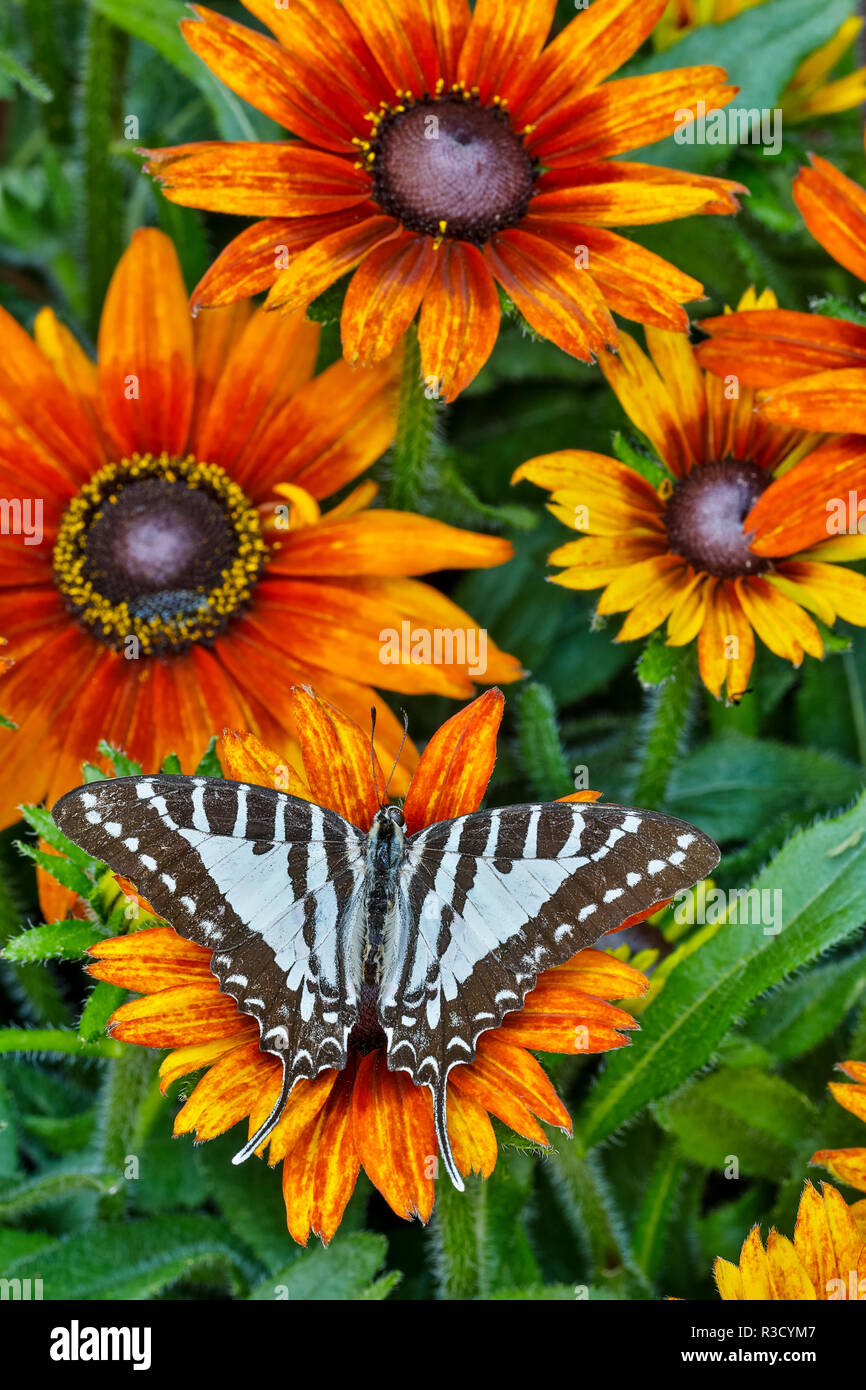 Schmetterling De France Et De Chateaubriand Schwalbenschwanz Schmetterling auf weißer Phlox Stockfoto