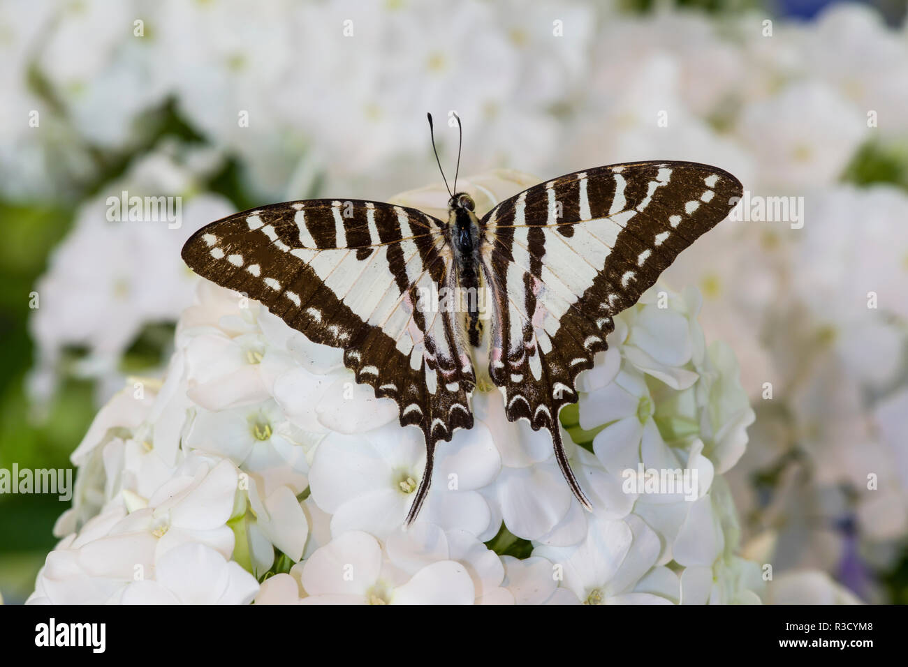 Schmetterling De France Et De Chateaubriand Schwalbenschwanz Schmetterling auf weißer Phlox Stockfoto