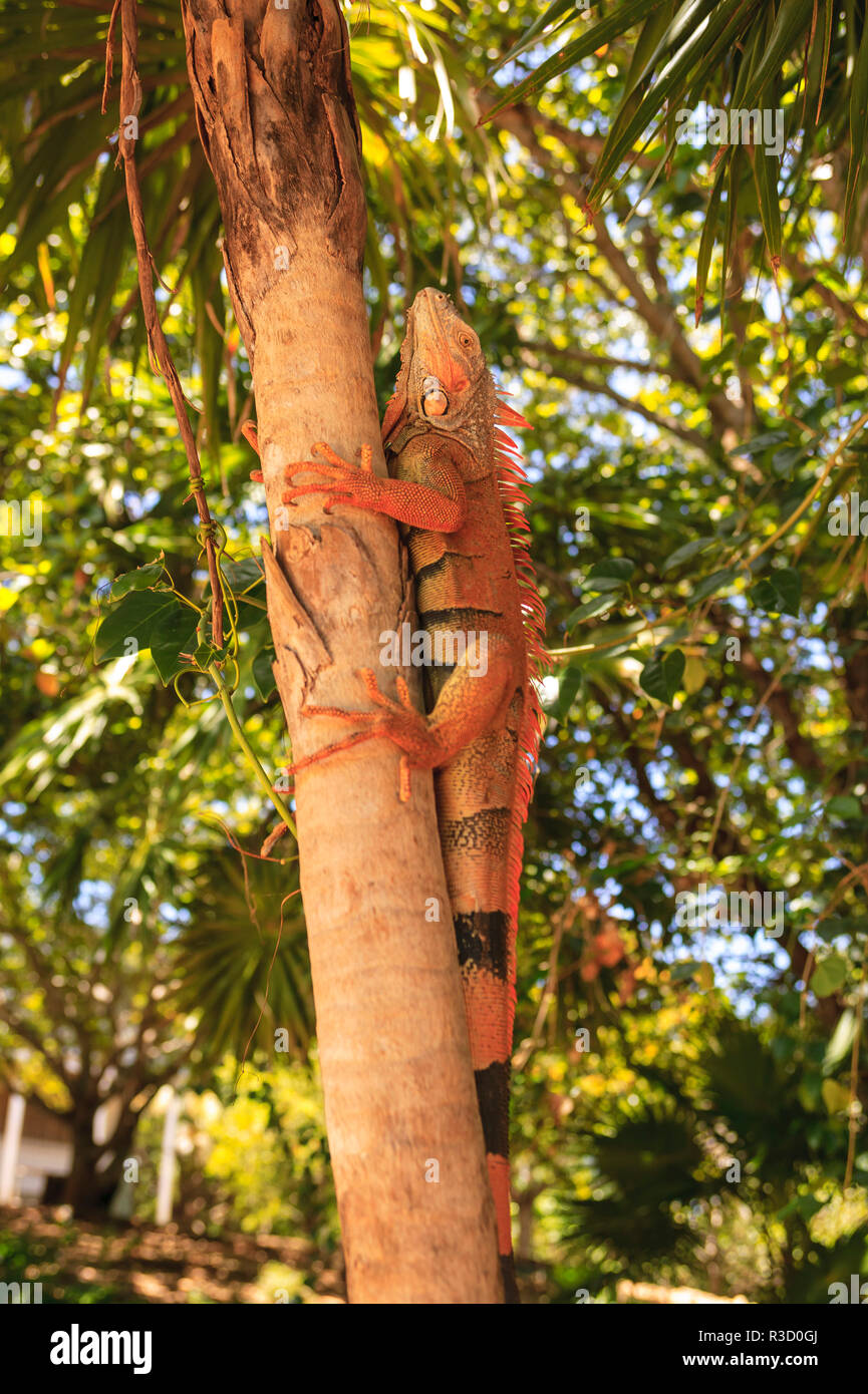 Grüner Leguan (Iguana iguana) Roatan, Honduras Stockfoto