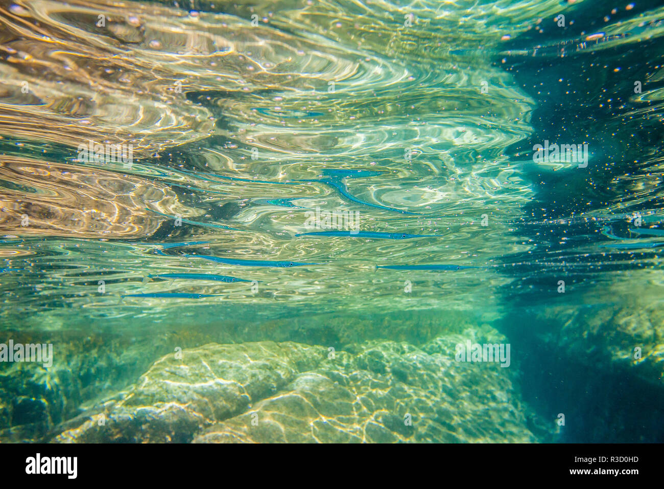 Mexiko, Baja California Sur, Isla San Jose. Nadel Fisch unter Wasser. Credit: Cathy und Gordon Illg/Jaynes Galerie/DanitaDelimont.com Stockfoto